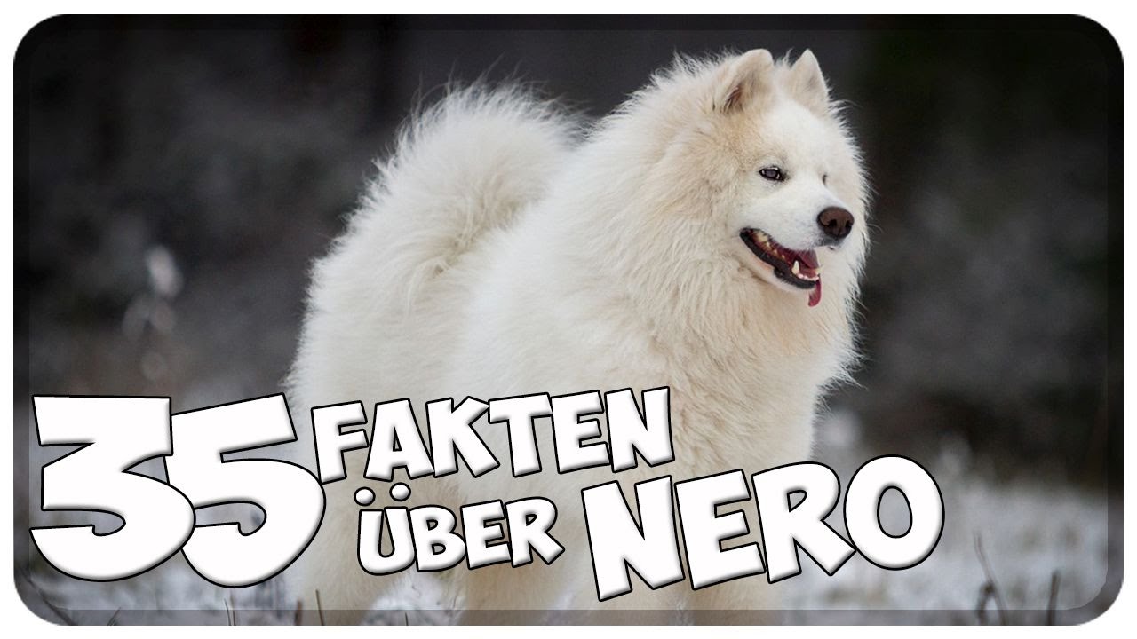 35 Fakten über Nero! Weihnachtsspecial!
