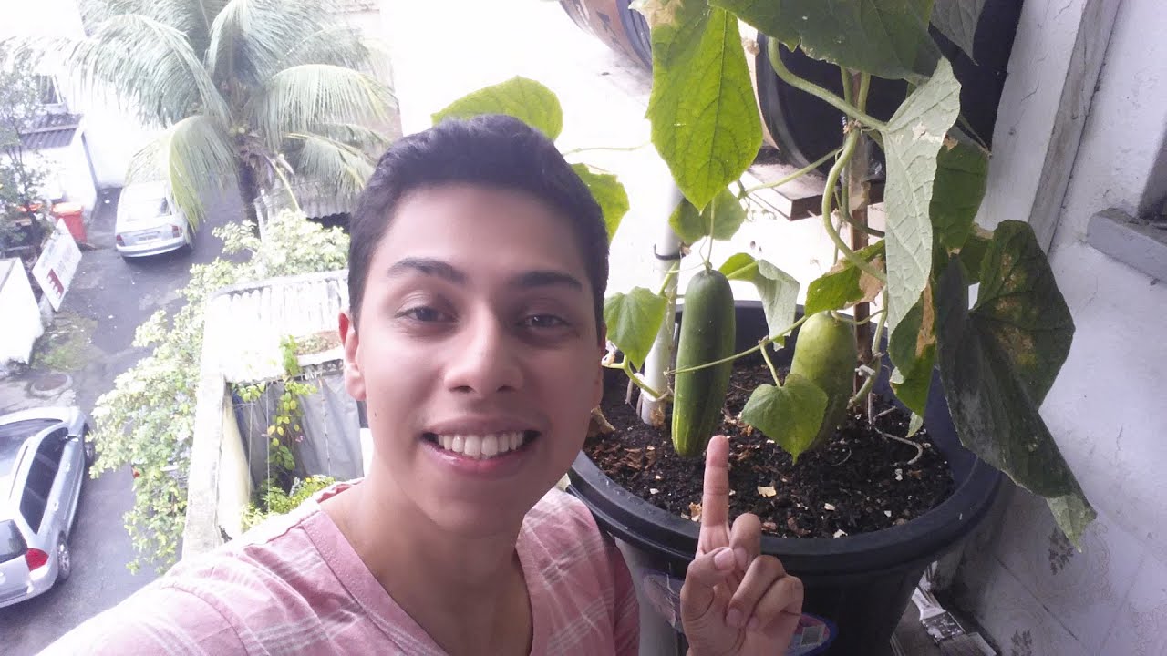 Como Plantar Pepino (inicio ,meio,fim)