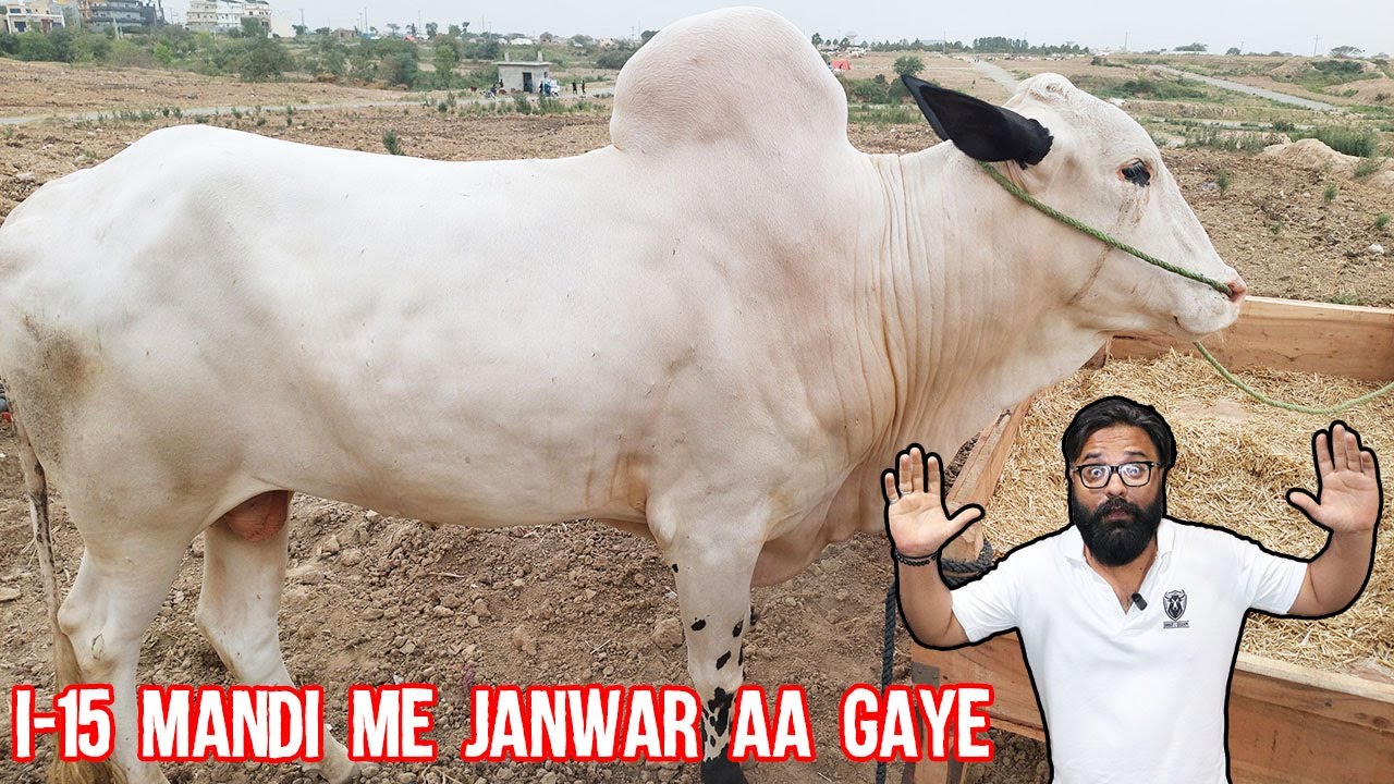 I-15 Mandi Islamabad me maal aa gaya😍 | Bhatta chowk mandi 2024 Updates | Qurbani k janwar