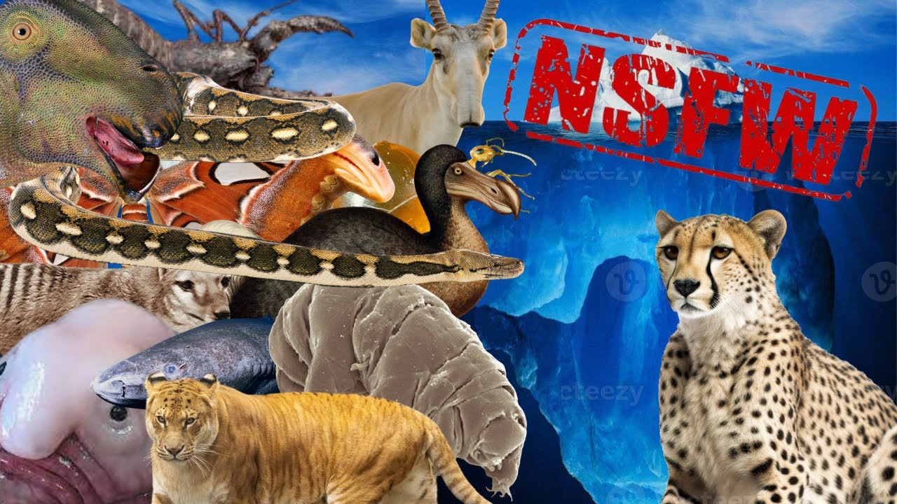 The ULTIMATE Animal Iceberg EXPLAINED