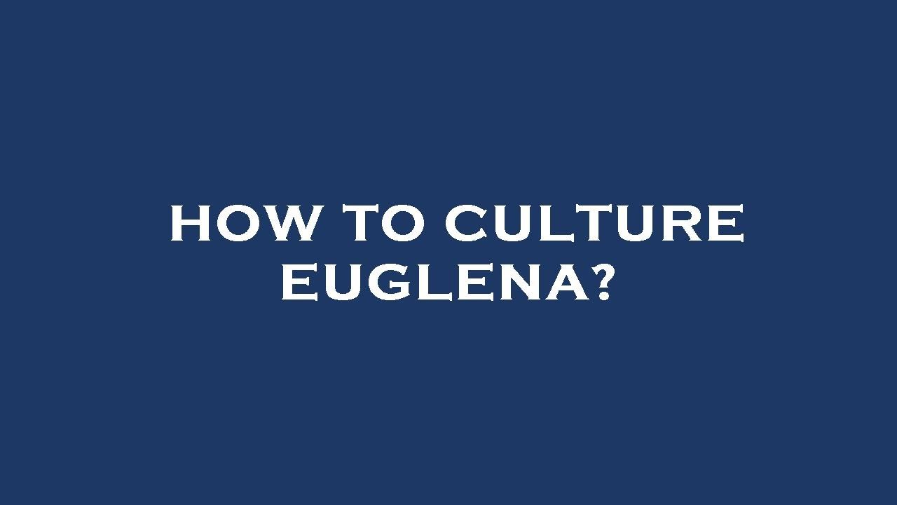 How to culture euglena?