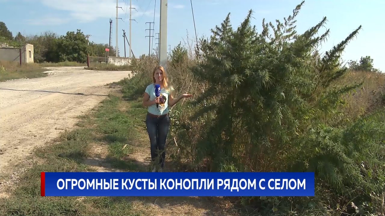 Огромные кусты конопли рядом с селом