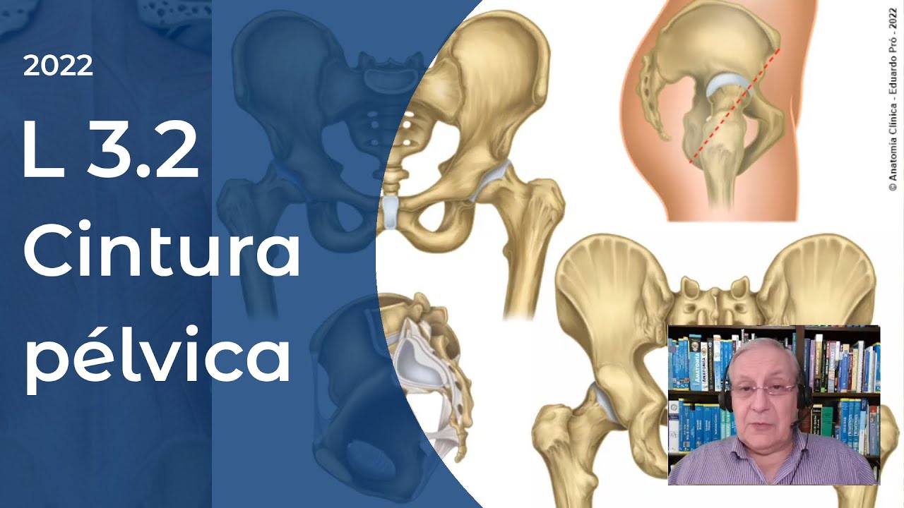 L3.2 | Cintura Pélvica | Profesor Eduardo A. Pró | Anatomía 2 | FMed UBA