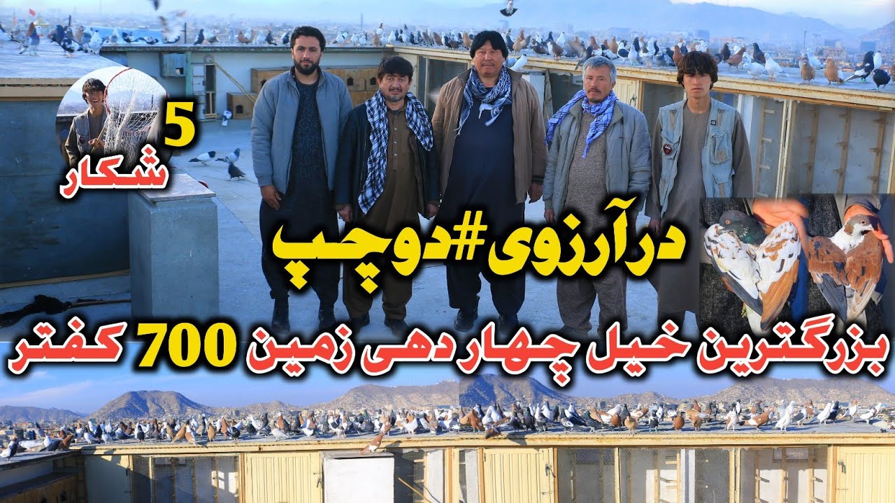 5 شکار روزانه|در آرزوی #دوچپ|بزرگترین خیل چهاردهی زمین700 کفتر|انتیک باز|Kabul Biggest Pigeons Group