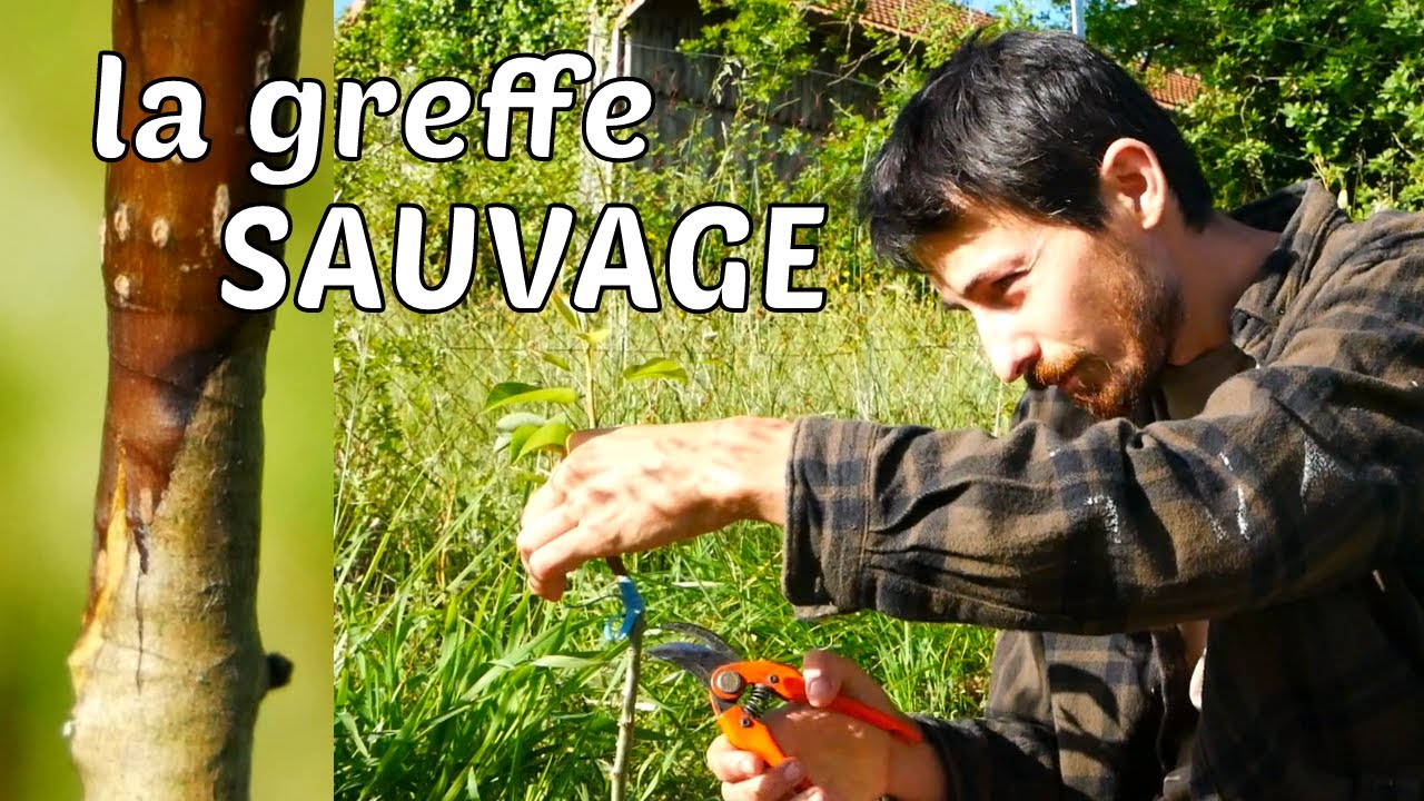 Greffer les arbres fruitiers SAUVAGES (exemple du poirier sur aubépine)