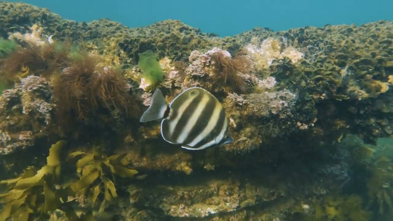 Our underwater discoveries - snorkeling at Ricketts Point