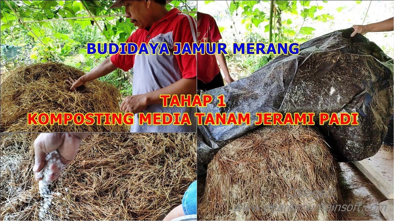 UJICOBA BUDIDAYA JAMUR MERANG TAHAP 1 - SKALA RUMAH TANGGA