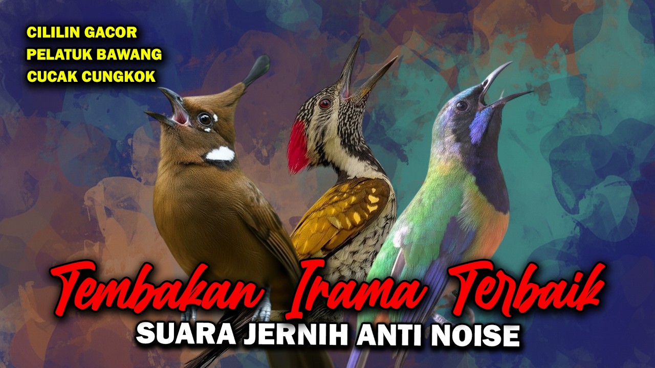 MASTERAN IRAMA TERBAIK CILILIN CUCAK CUNGKOK CILILIN PELATUK BAWANG