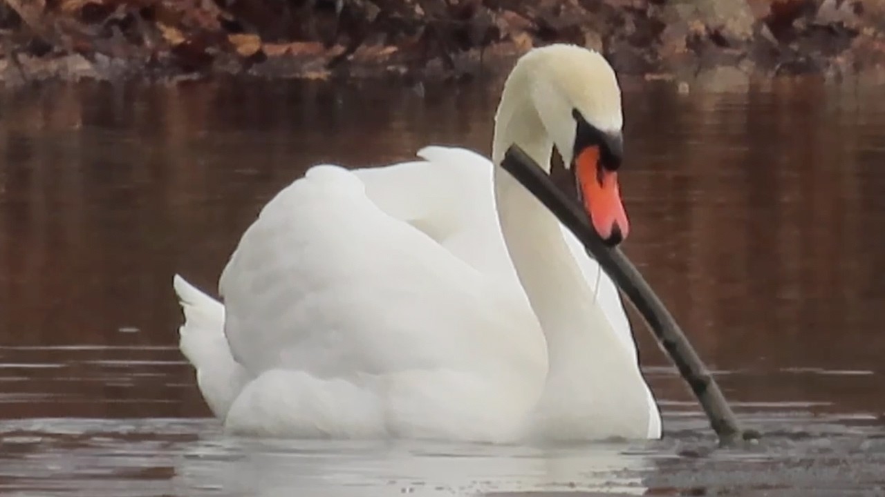 BIRDWATCHING: Mute Swan Nest Building Behavior – Gathering Aquatic Plants & Sticks
