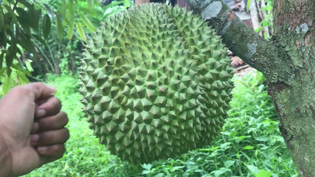 Durian Duri Hitam