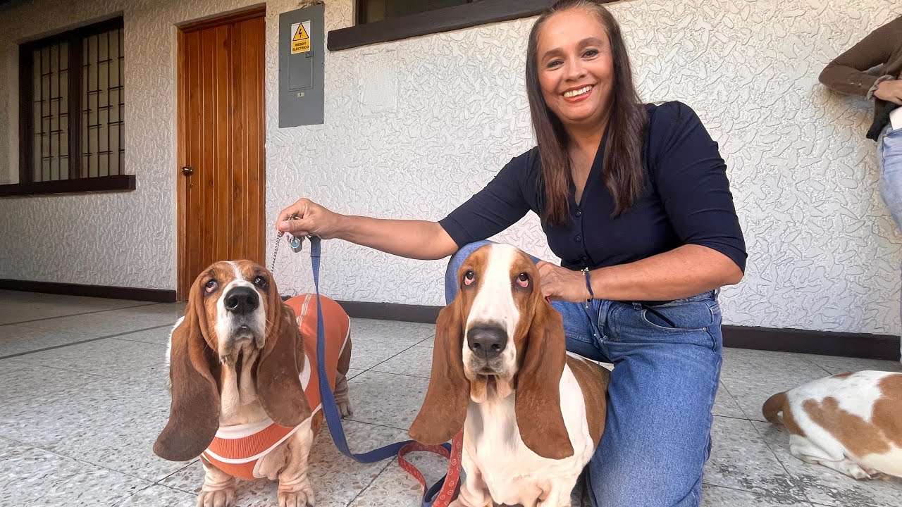 Los Basset hound son el perro ideal para los niños por ser sociable, tranquilo y juguetón