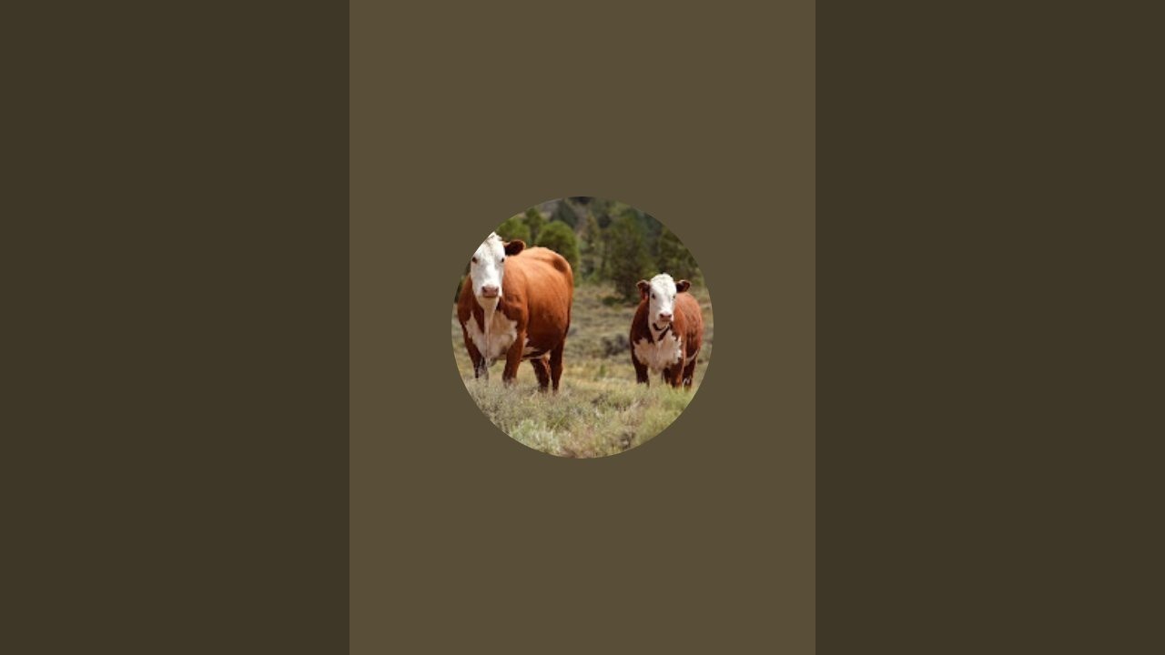 Chorva hayvonlari efirda!☎️914990844