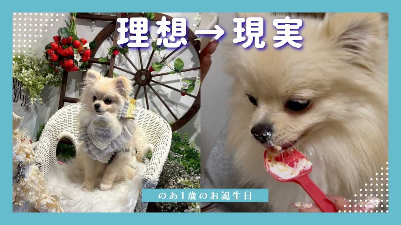 【理想vs現実】おめかしポメ、初めてのケーキで野生を現す　#ポメラニアン #お誕生日 #いぬのいる暮らし 