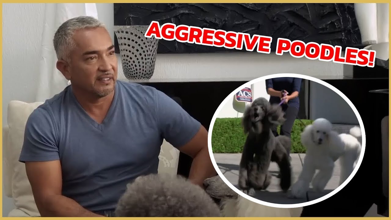 I meet two Poodles with Aggressive Behavior | Cesar 911