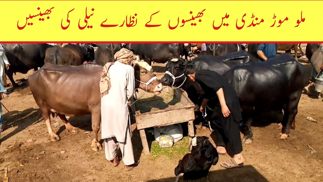 Malumor Mandi Jhang Biggest Buffalo Fresh Update Today #pashumandi