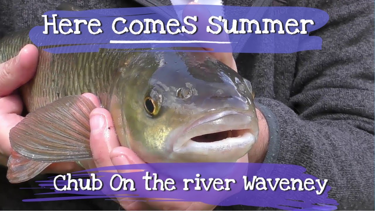 Here comes the Summer. (Chub Fishing on the River Waveney)