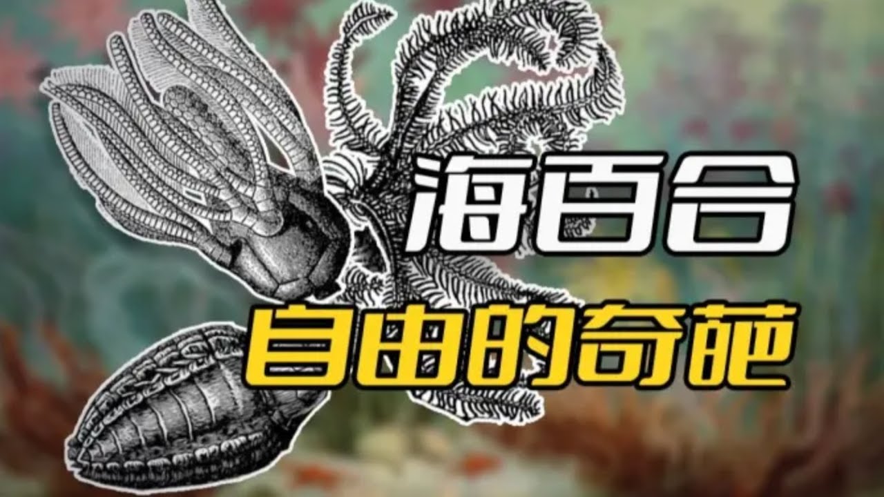 海百合：一朵自由的奇葩
