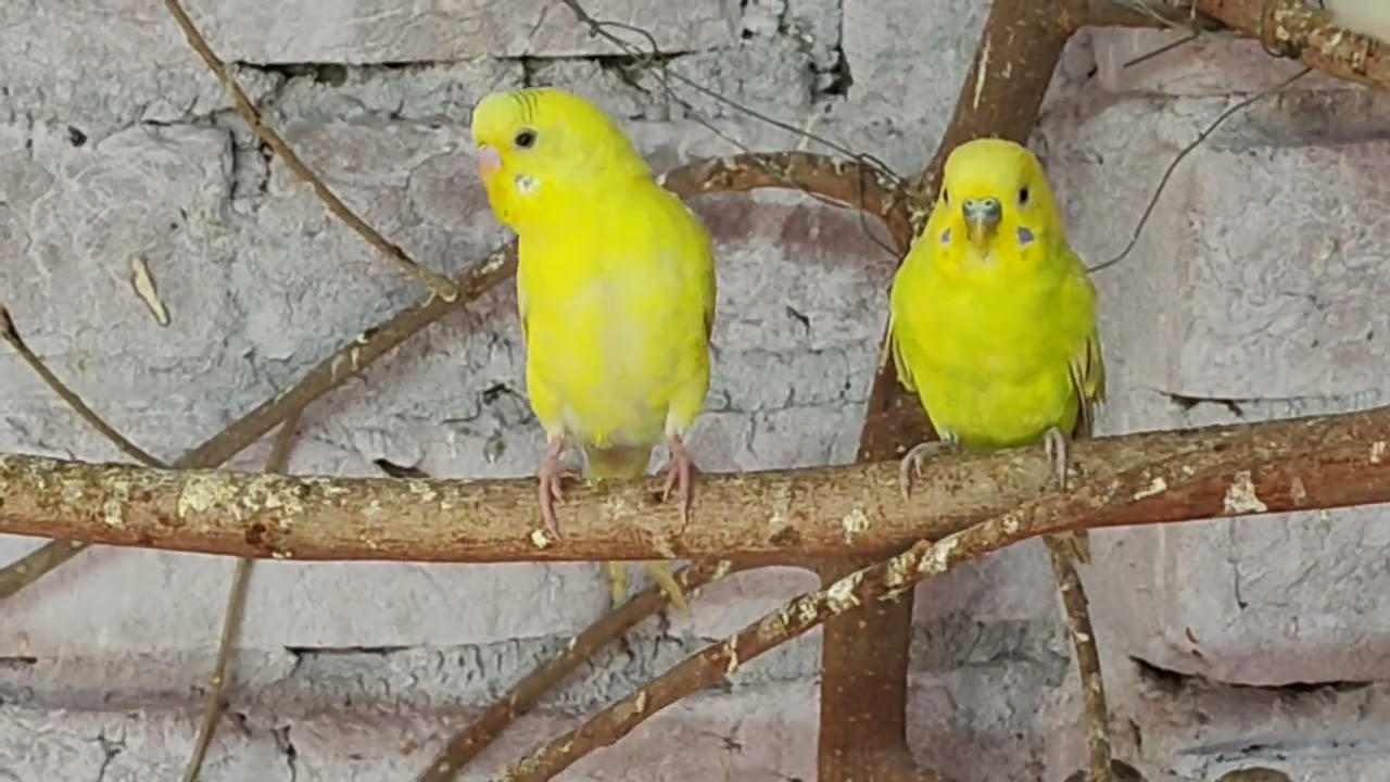 #❤️ budgies parrot ❤️#💞 cocktails 💞