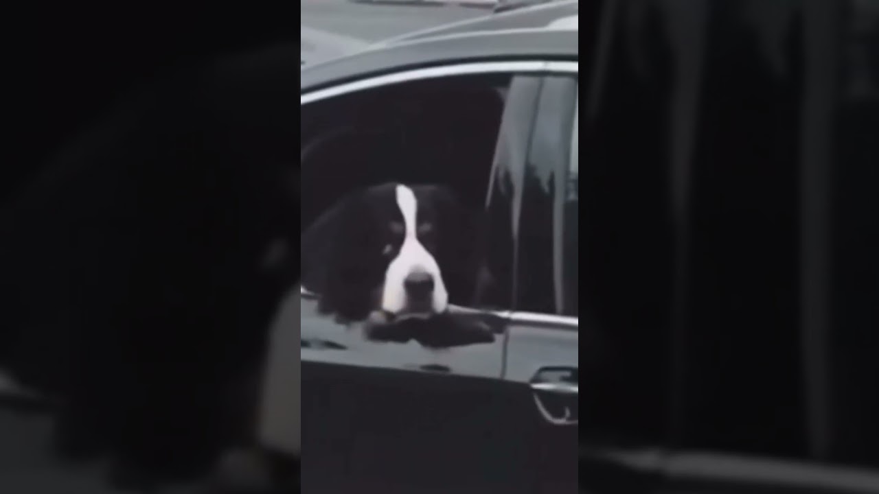 Dog and man in makeup meet together as twin