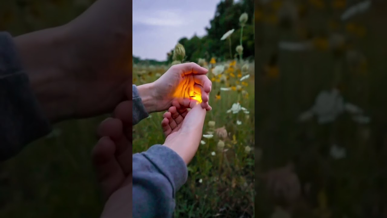 Fireflies in Texas #summer #fireflies #bioluminescence #nature
