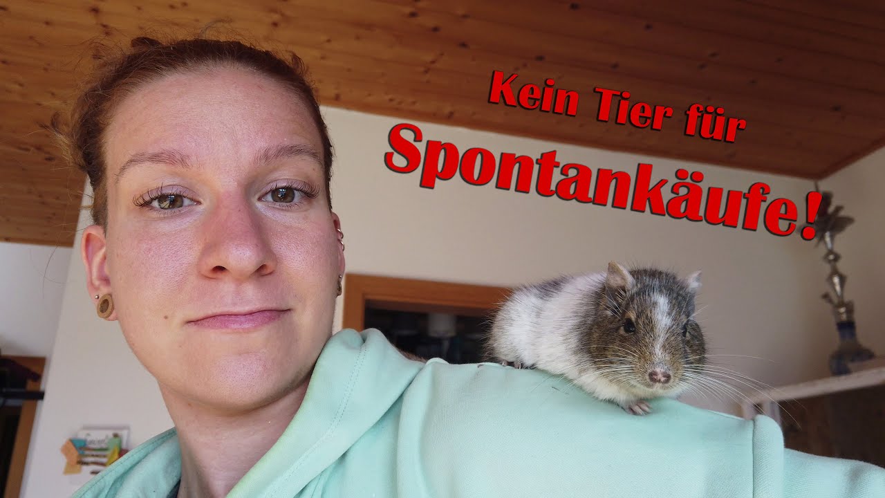 Degus halten: Das musst du wissen bevor du sie anschaffst