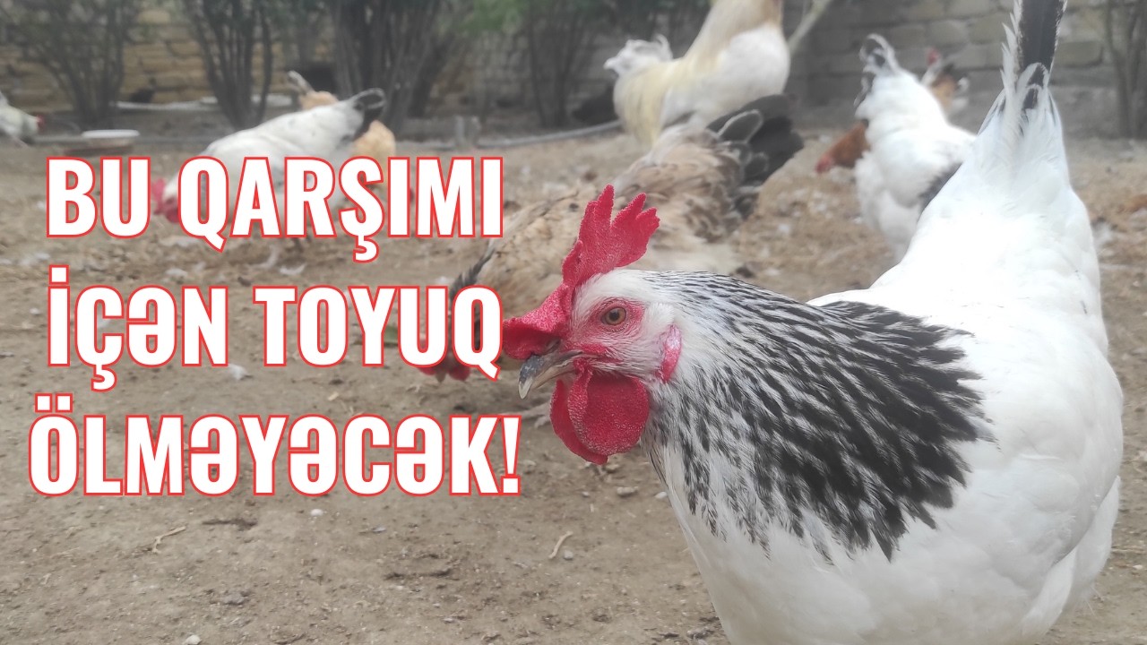 Toyuqları qışda bu təbii üsulla qoruyun!