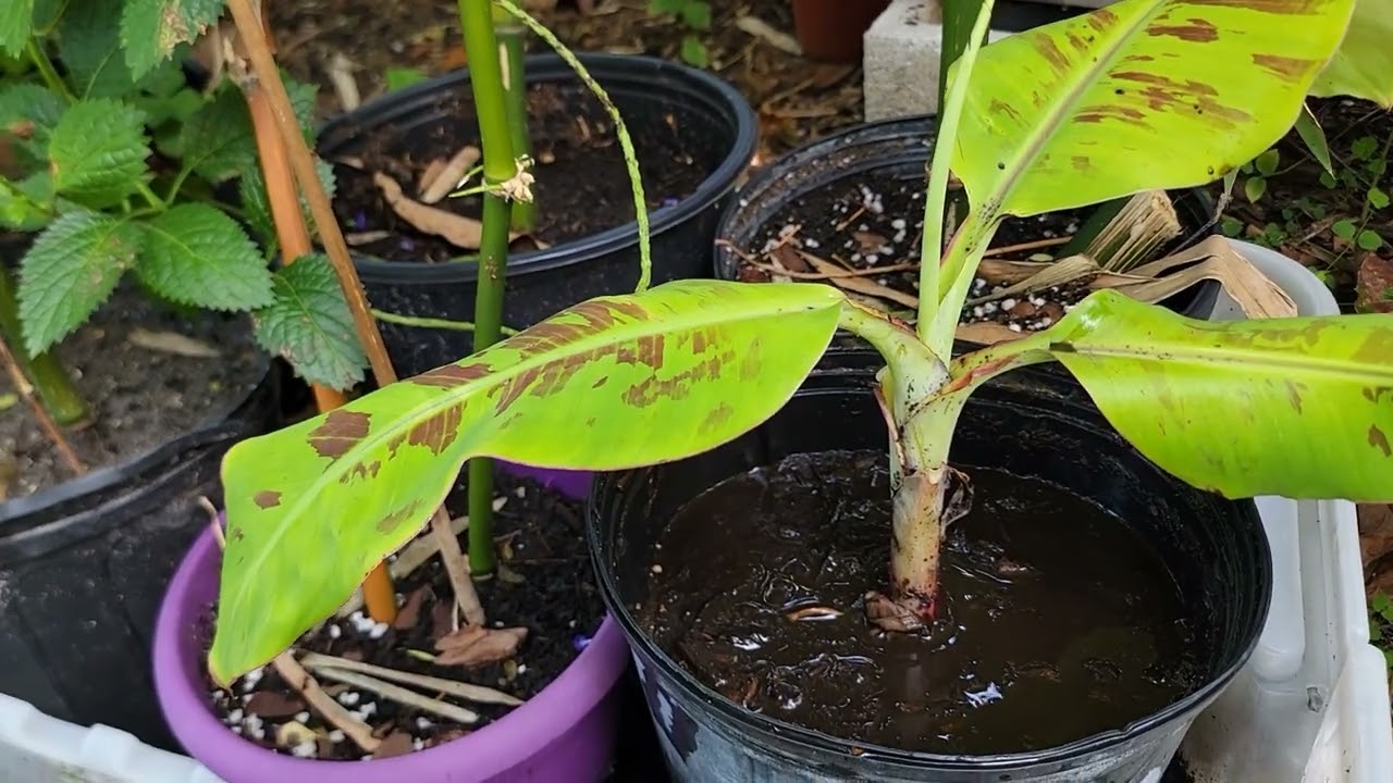 Easy Banana Tree Propagation: Potting Dwarf Cavendish and Transplanting a Mature Tree