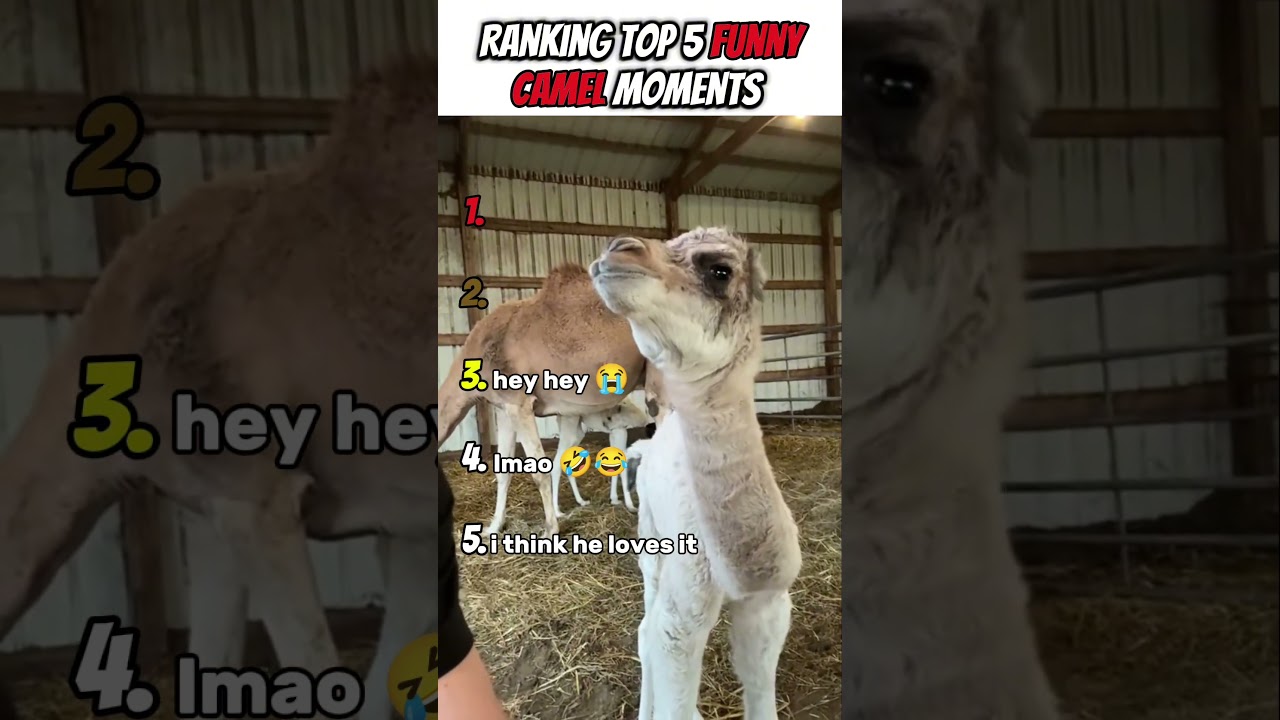 Ranking Top 5 Funny Camel Moments #shorts