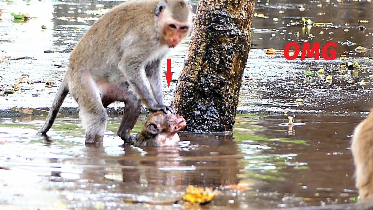 Haha...Harder Press Down!, Younger Mother Monkey Presses Baby Monkey Into Water Harder