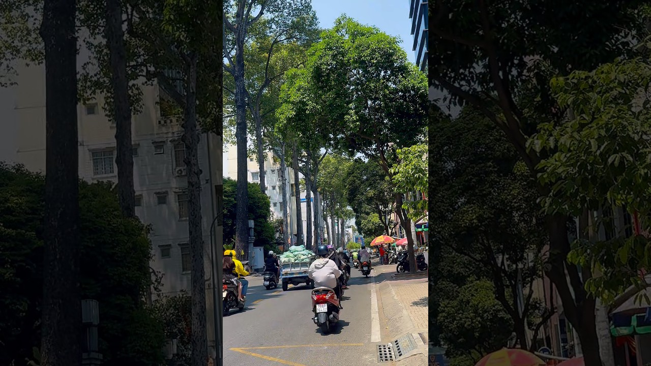 Saigon under the trees in Friday morning drive