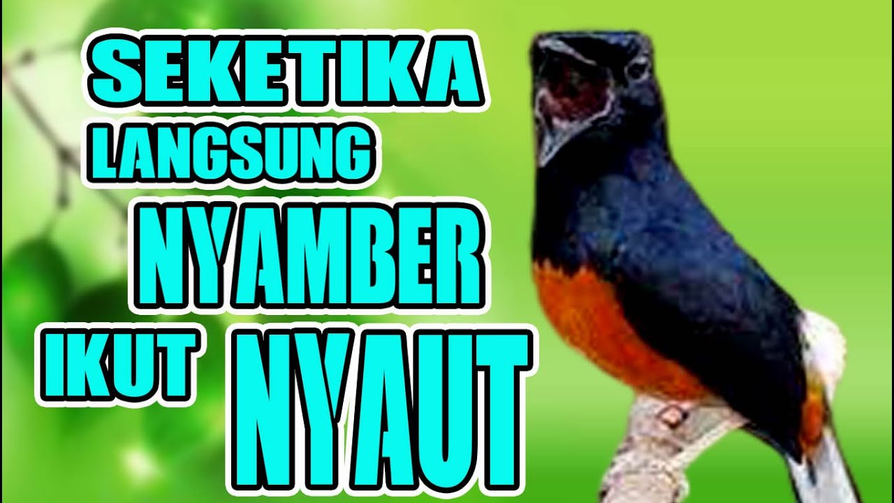 ikut nyamber!! seketika murai batu apapun ikut nyaut jadi gacor pagi-siang-sore-malem