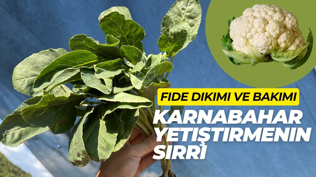 Lezzetli ve Verimli Karnabahar Yetiştirmenin Sırları: Fide Dikimi ve Bakımı Adım Adım!