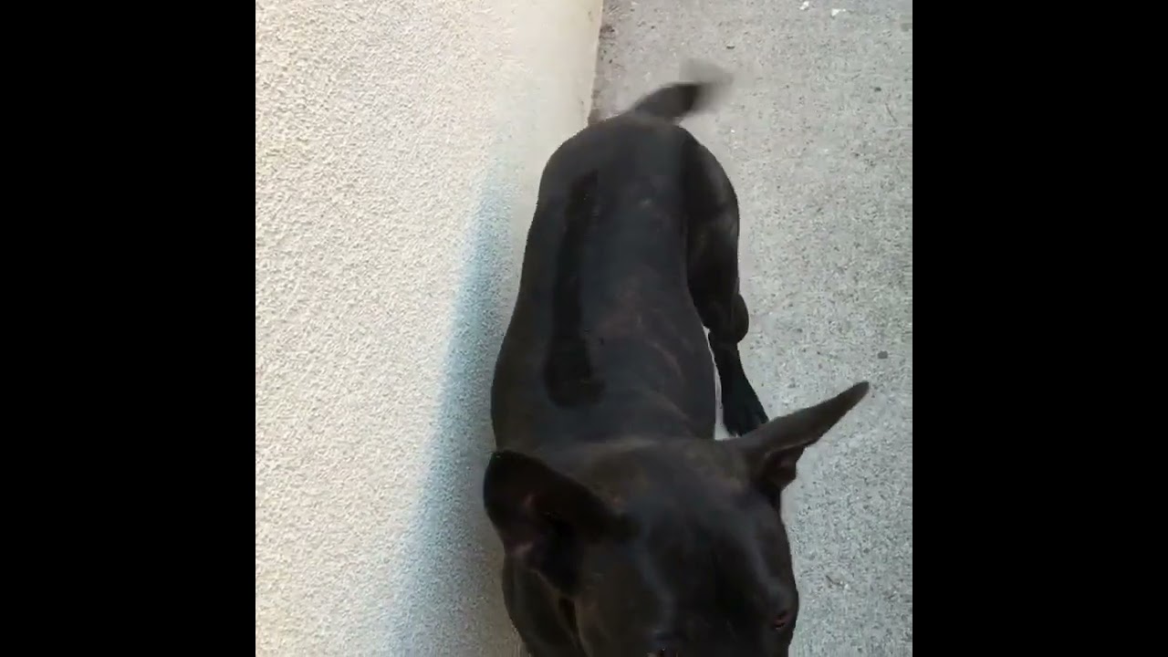 Jump! Incredible Phu Quoc ridgeback dog