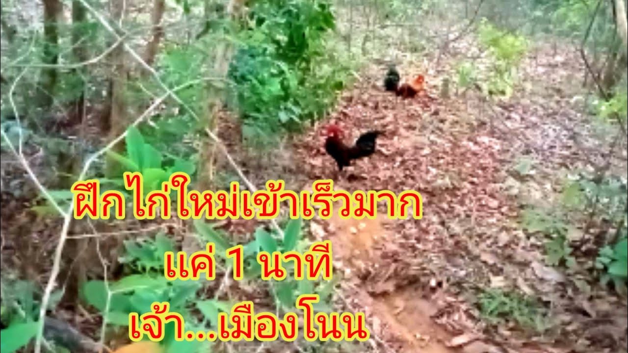 ต่อไก่ป่า2565ep31#เข้าเร็วที่สุดเเค่1นาที#ฝึกไก่ใหม่#เจ้า..เมืองโนน.ไก่ต่อเหล่าดงใหญ่ [วิถีคนดง]