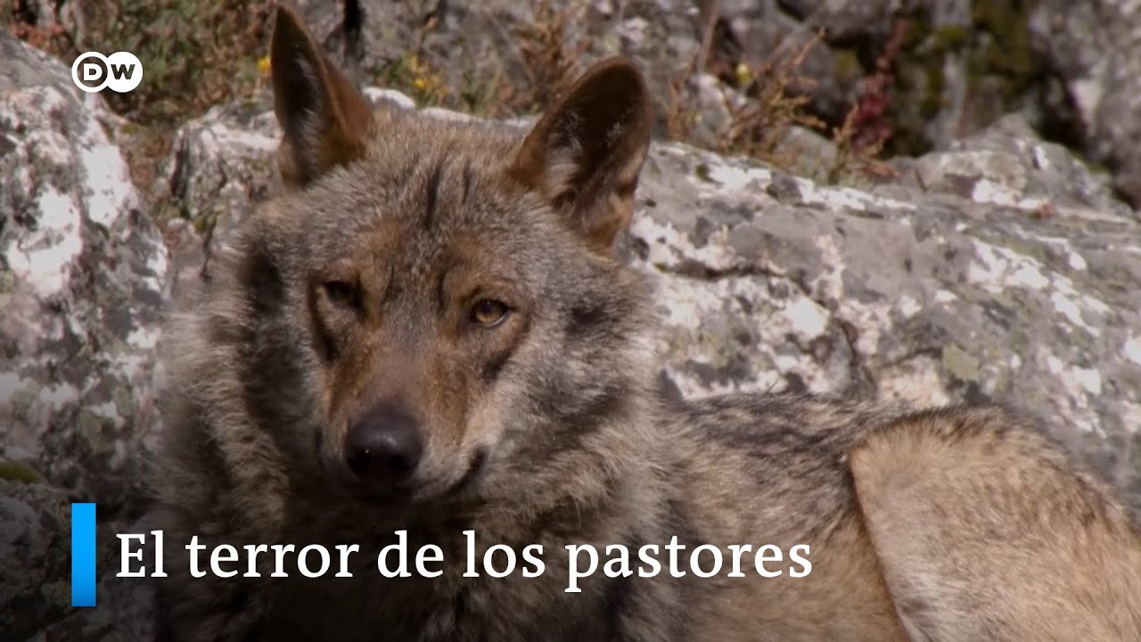 Espa&ntilde;a: &iquest;un pa&iacute;s de lobos?