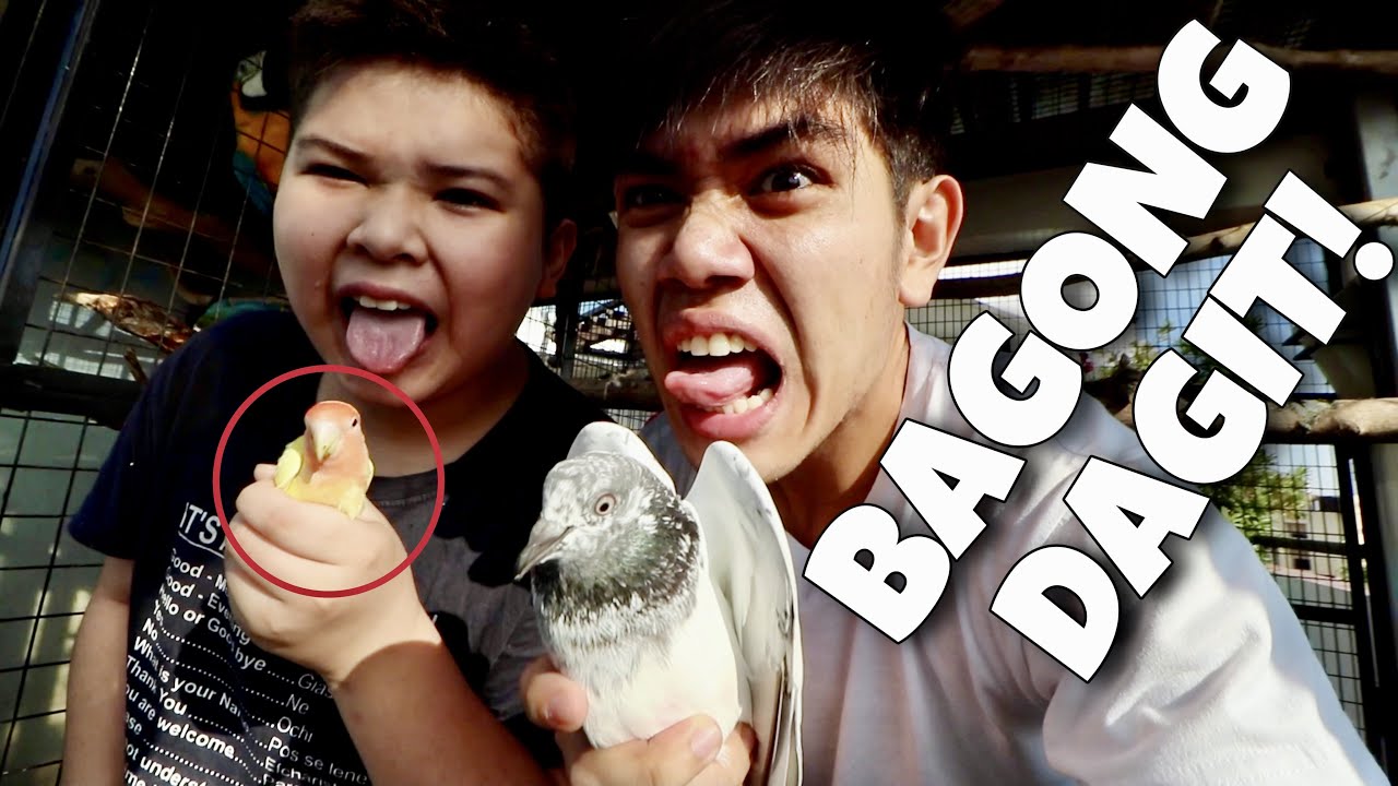 MAMAHALING DAGIT! Welcome sa bagong member ng ating pamilya mga kalovebird (KALAPATI) | Murillo Bros