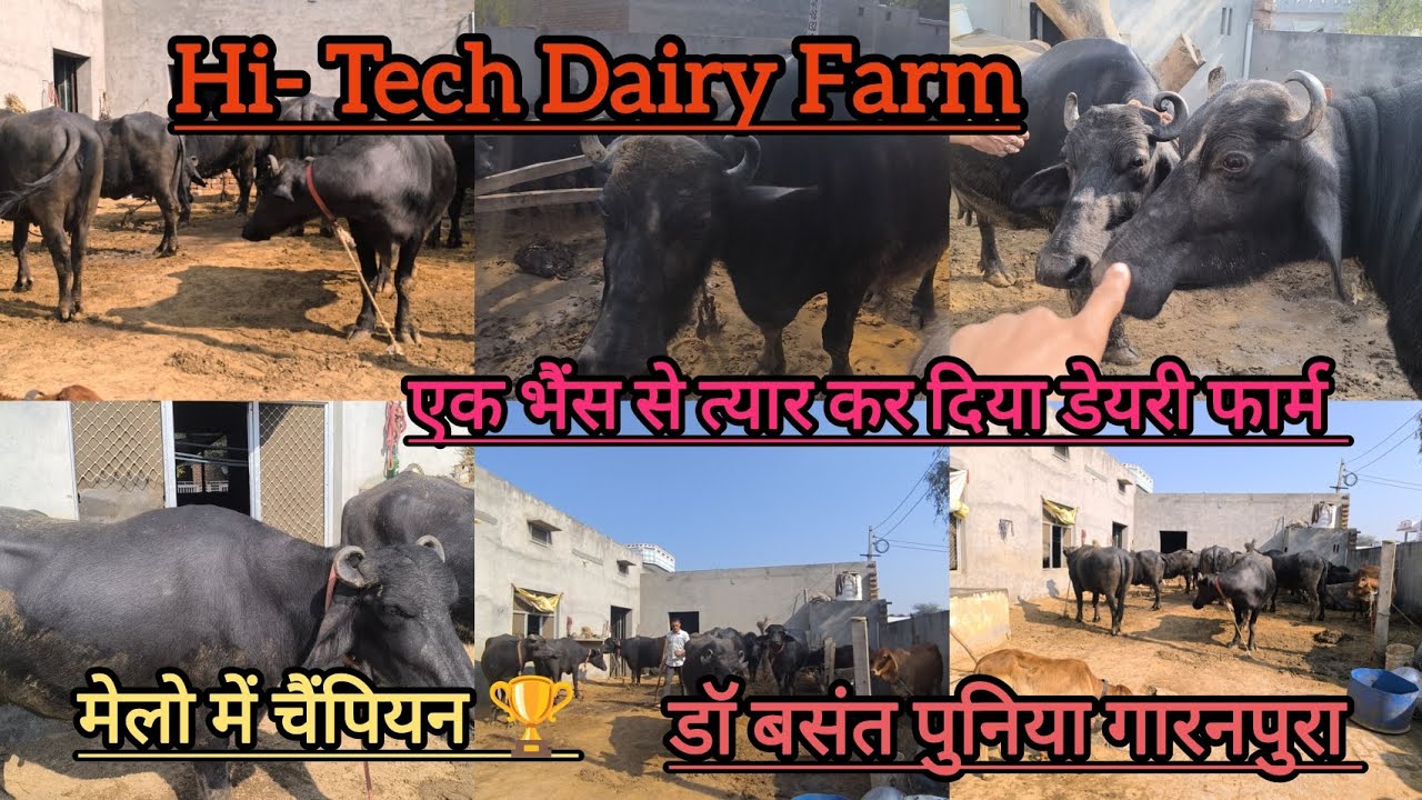 1 भैंस से हाई*टेक डेयरी फार्म त्यार 👌गंगा भैंस ने कर दिया मालामाल 🏆#trending #farming #murrah #dairy