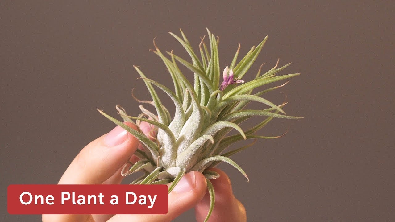 Уход за комнатным растением Tillandsia ionantha — 169 из 365