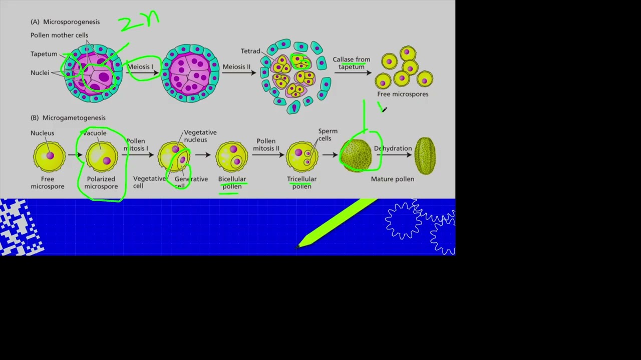 Fertilization 