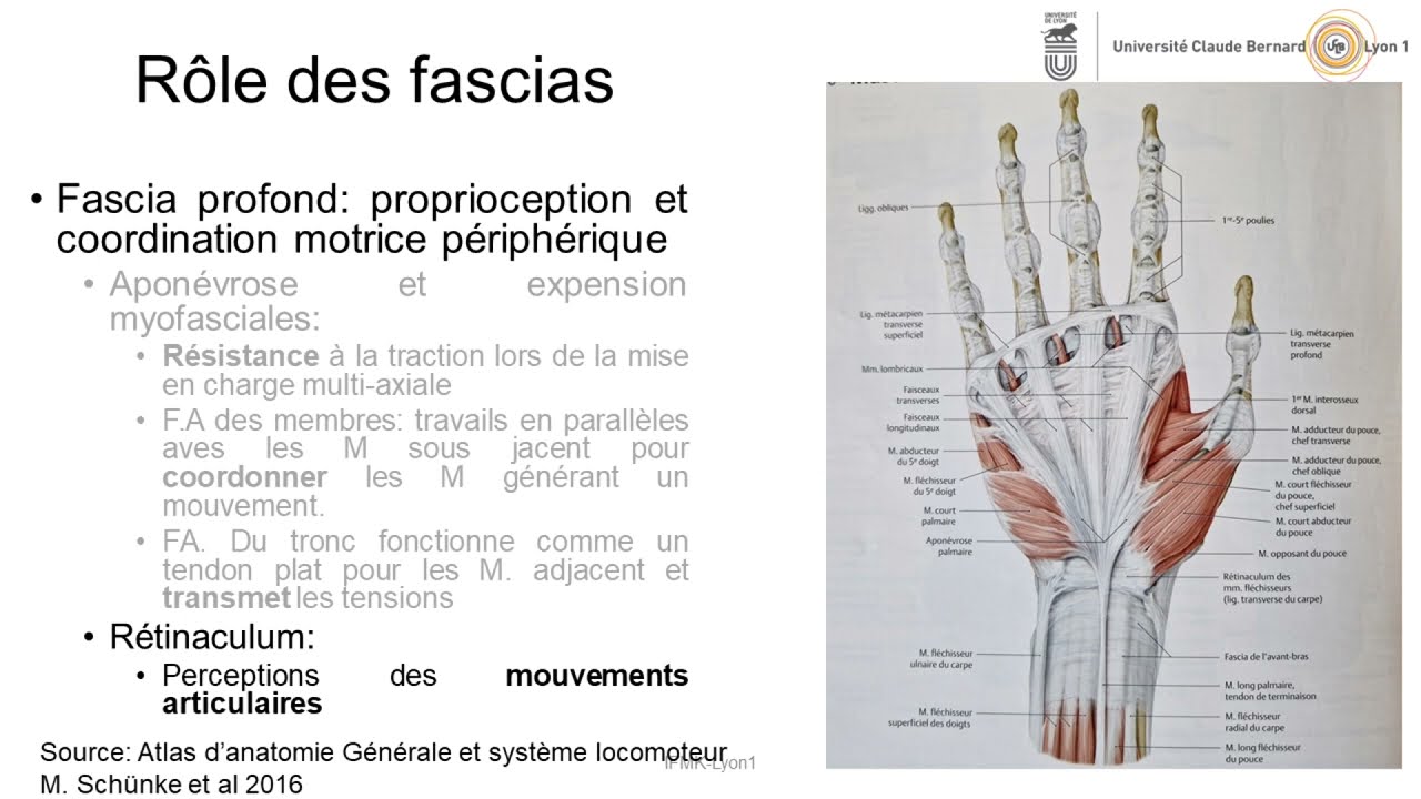 Le système fascial, un réseau structuré pour une adaptabilité continue