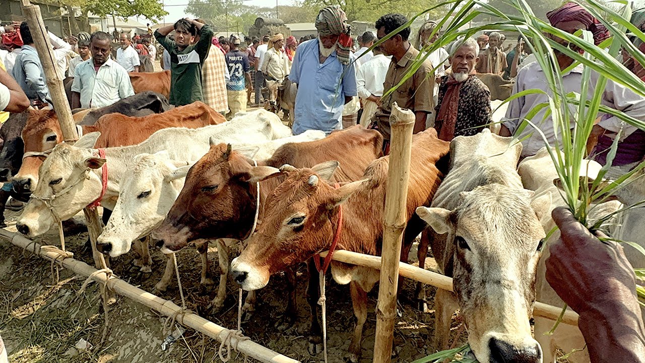মাত্র ২৮ হাজার টাকায় হাড্ডি স্যার গরু!🐄 বোয়ালিয়া হাটে হাড্ডি স্যারের বর্তমান বাজার পরিস্থিতি।