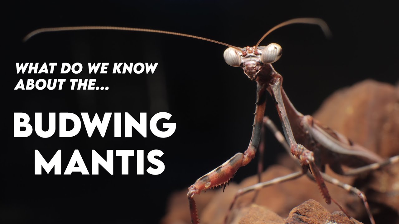 Parasphendale affinis (Budwing mantis) Разведение и факты [РАЗВЕДЕНИЕ]