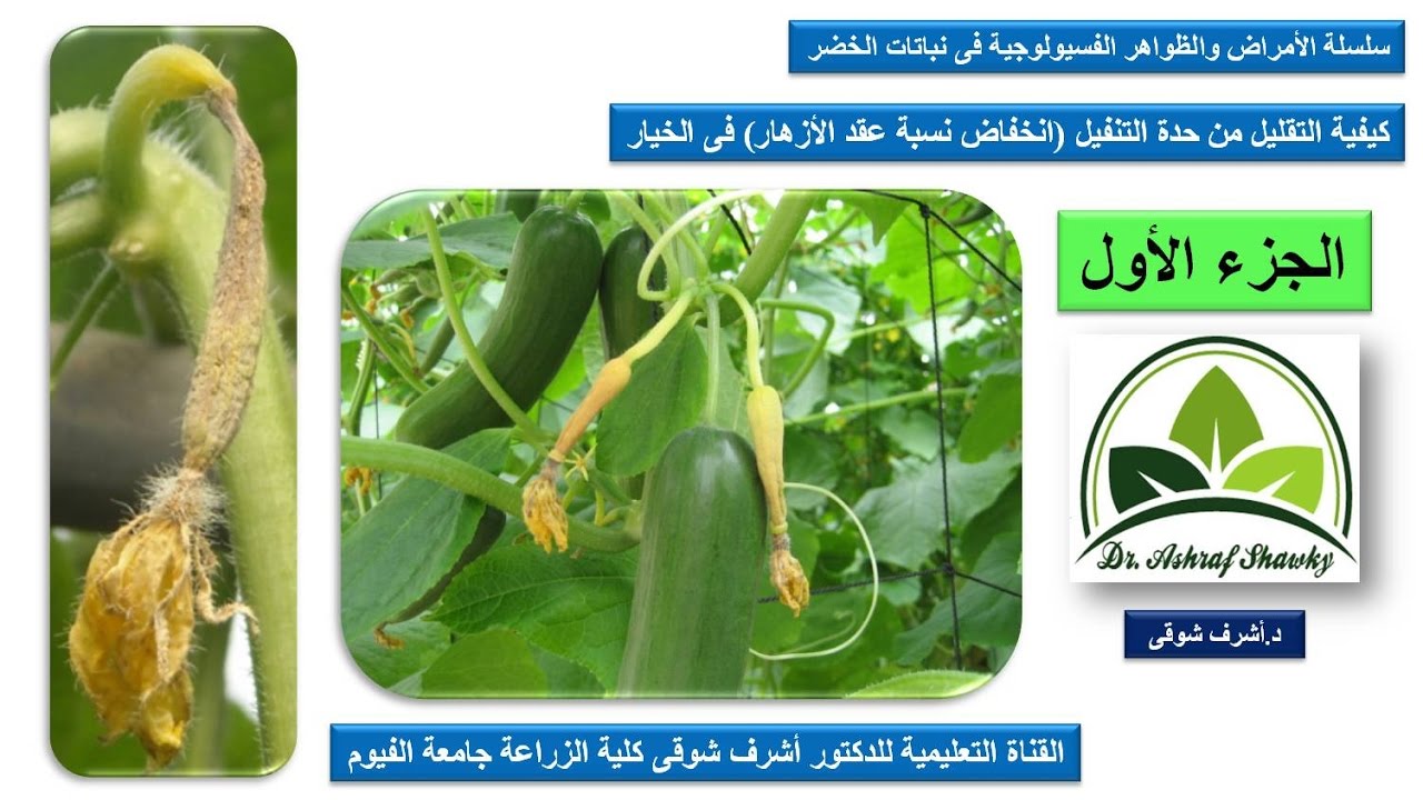 (66) ج (1) | أسباب انخفاض نسبة عقد الأزهار (التنفيل) فى الخيار| فسيولوجي خضر 2