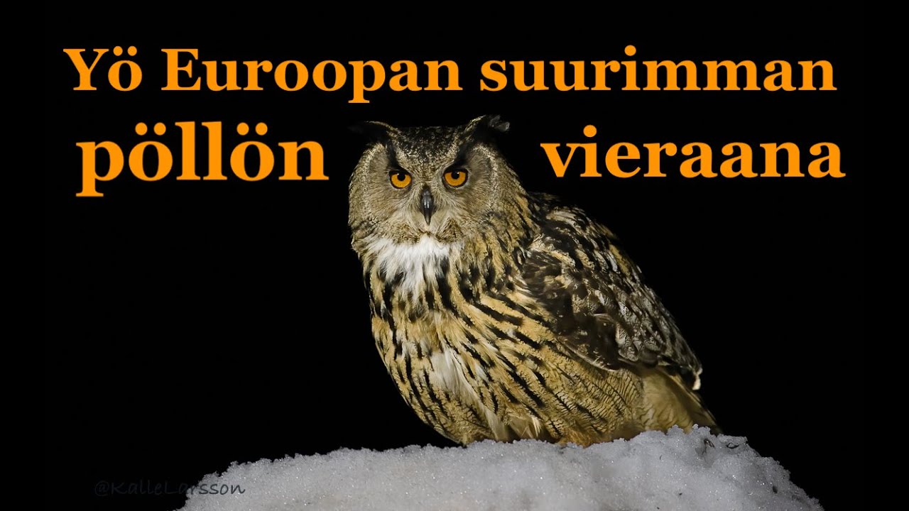 Yö Euroopan suurimmän pöllön vieraana