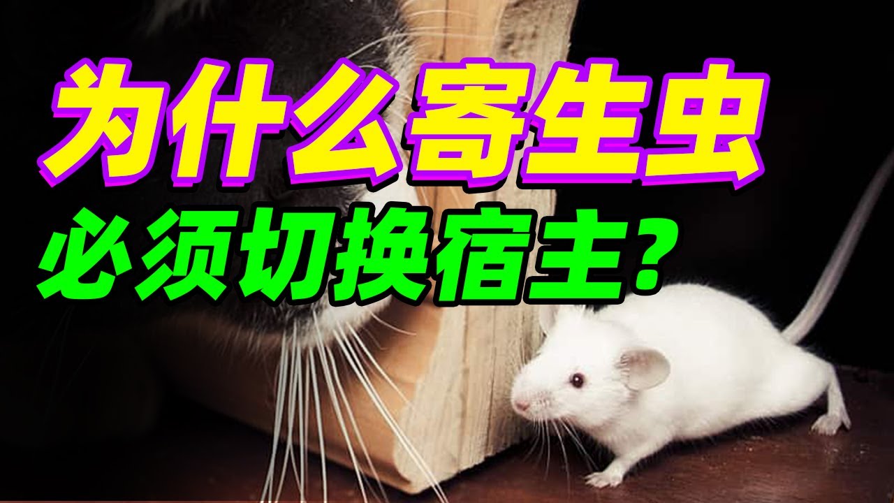 【寄生之道01】为什么寄生虫会有多个中间宿主?这么复杂的生活周期有什么好处吗?Why parasites need intermediate hosts