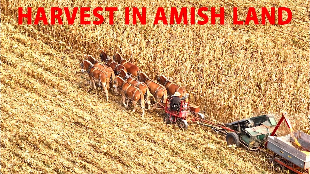Shelled CORN HARVEST in AMISH LAND with 8 Horse Hitch Lancaster County, Pennsylvania Amish Mennonite
