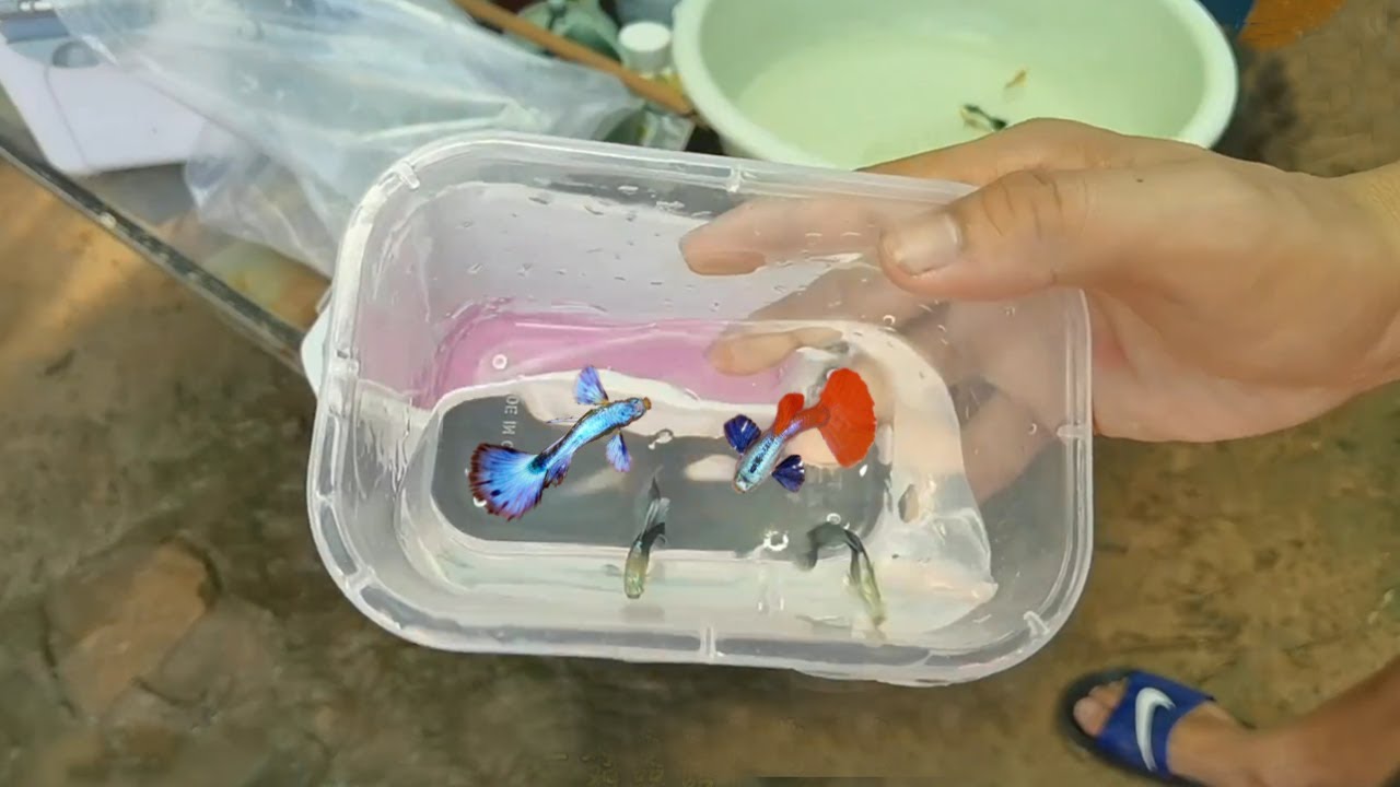 TANPA RIBET! BUDIDAYA IKAN GUPPY UNTUK PEMULA PALING MUDAH