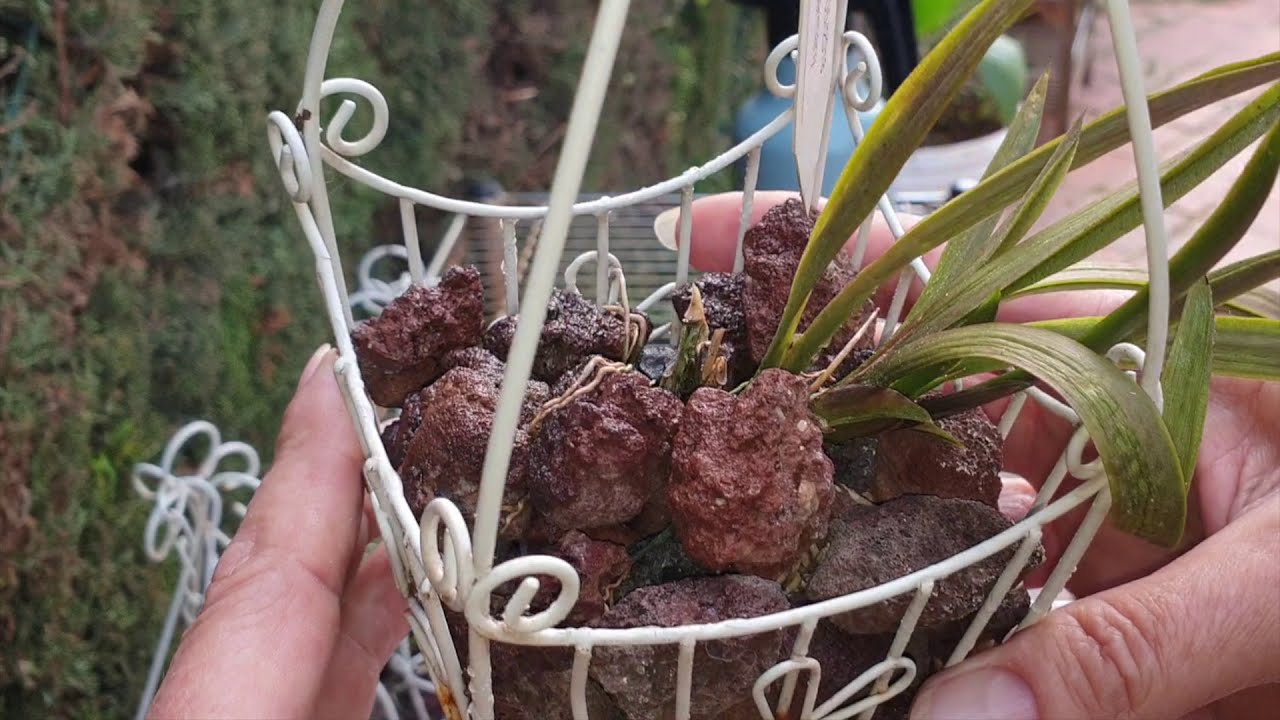 TOLUMNIA STRUGGLES | GETTING THE CARE WRONG 2020 👍🏼👎🏼🤷🏼‍♀️ #ninjaorchids