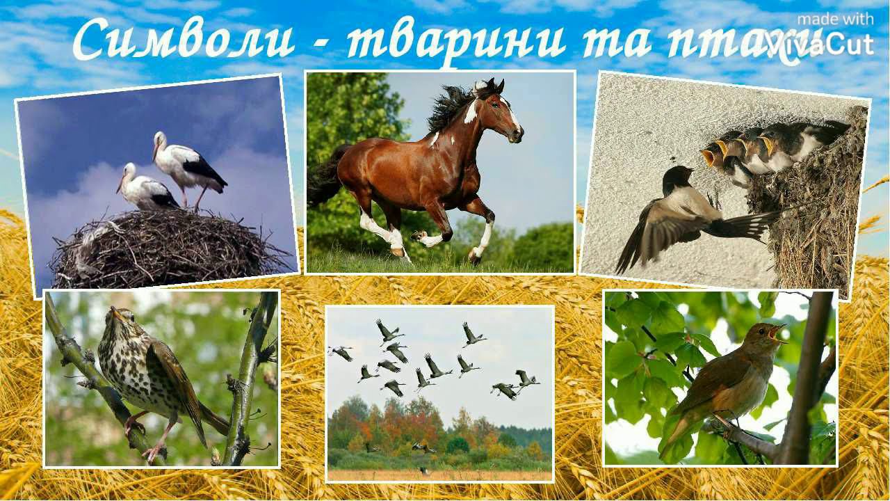 Відео екскурс тваринними символами України