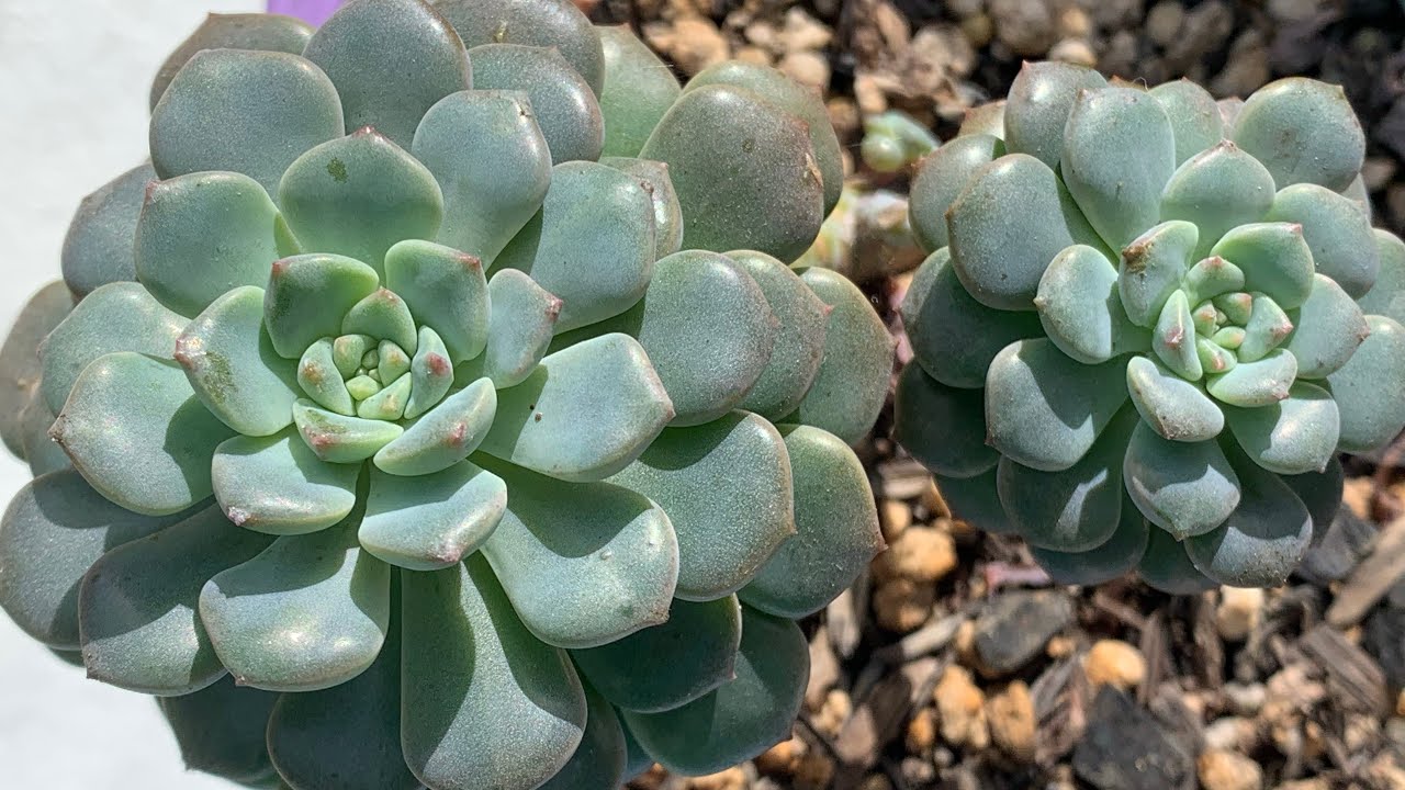 Desenvolvimento das Suculentas e Rosas do deserto | Cultivo tem alegrias e tristezas